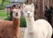 Alpacas