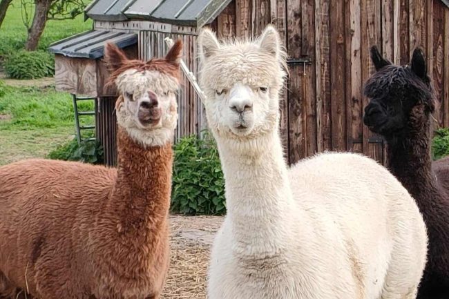 Alpacas Alpacas