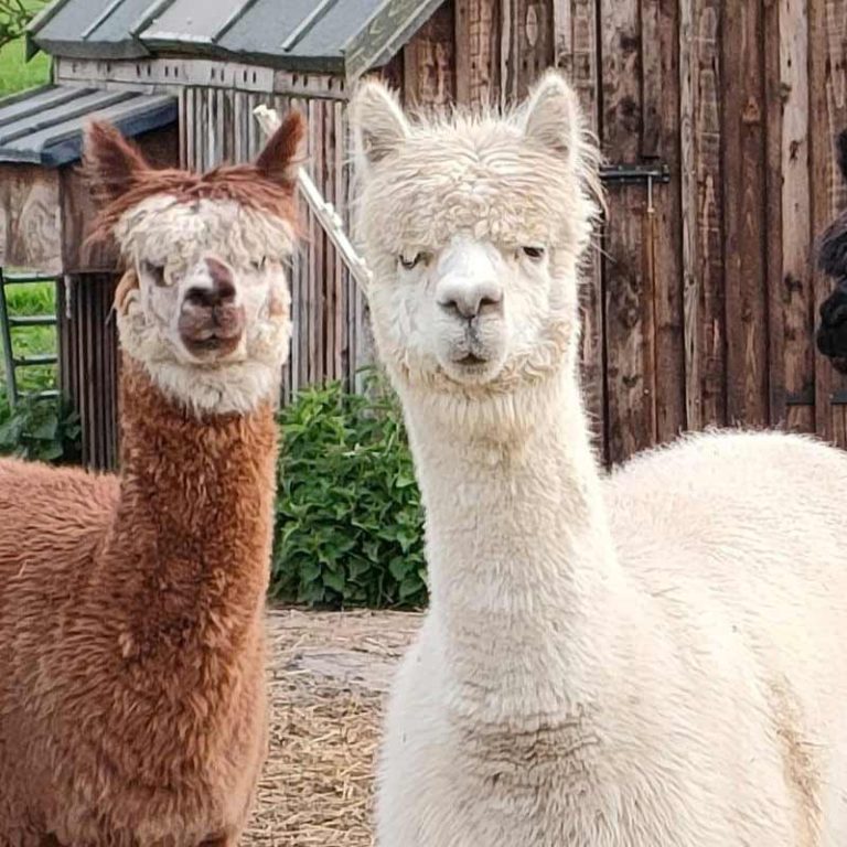 Alpacas